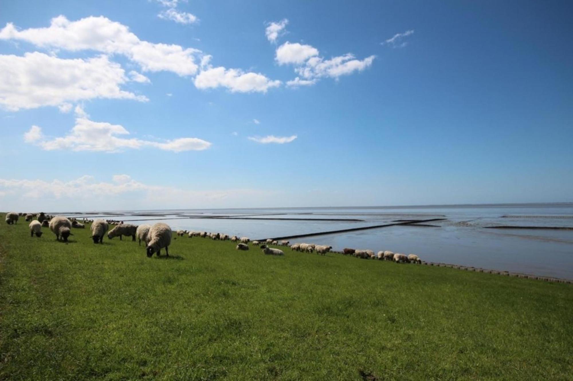 Kleine Nordseewelle Ohne Hund Norden Bagian luar foto